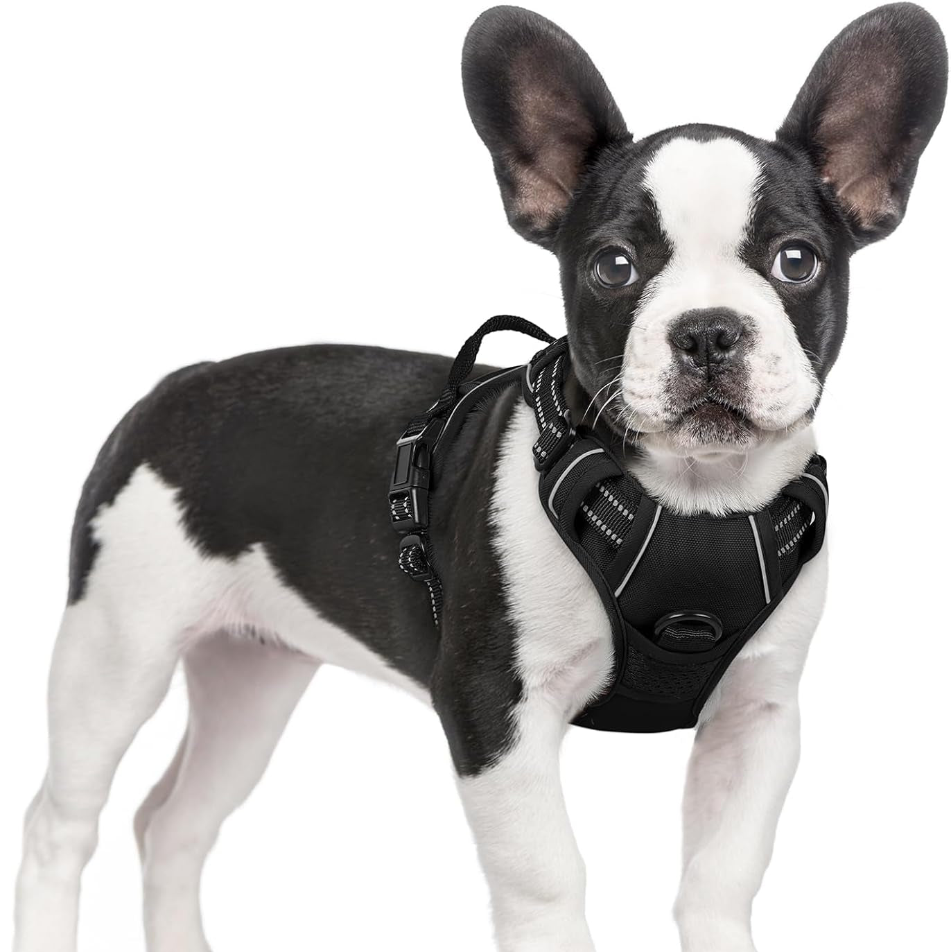 Dog Harness
