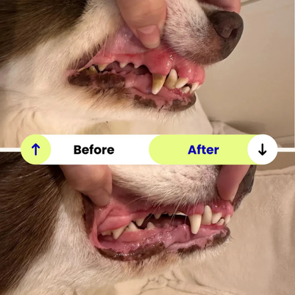 ProCare™ Pet Dental Kit – Keep Their Smile Bright!